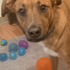 Fundraising Page: Cindy DiGiacomo